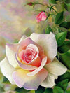 Modern Rose Flower Canvas Wall Art Poster